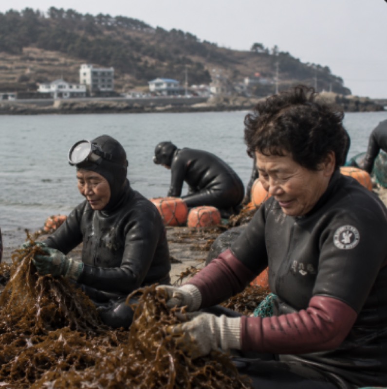 Haenyeo divers kelp restoration in Jumunjin