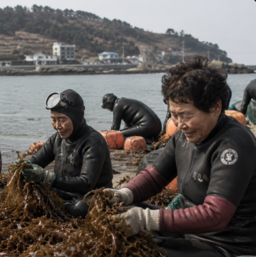 Haenyeo divers kelp restoration in Jumunjin